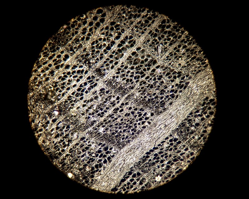 The Studio #10:  Eline Kersten